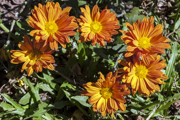 Six Orange Chrysanthemum Flowers Poking Through Green Grass