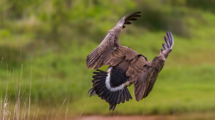 Soaring goose spreads its wings. Nisqually National Wildlife Refuge.