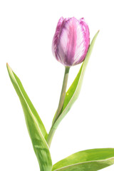 Pink tulip isolated on white background