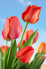 Fototapeta premium Flowers