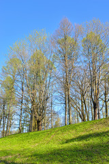 Obraz premium Park at spring.