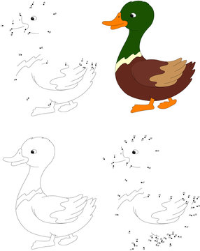 Cartoon duck. Coloring book and dot to dot game for kids