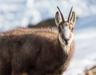 Chamois