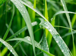 macro dew on grass