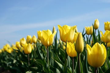 gelbe Tulpen auf einem Feld im Frühling