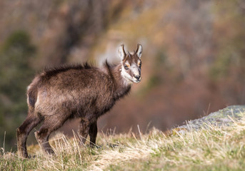 Chamois