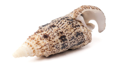 Spiral Seashell isolated on White Background