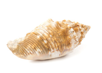 Brown and White Seashell isolated on White Background