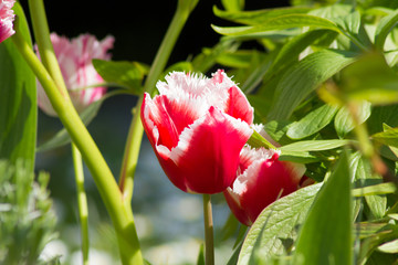 Fototapeta premium Gefranste farbige Tulpen in einem Garten im Frühling