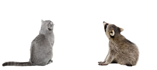 Scottish Fold cat and raccoon sitting together, back view