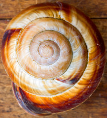 old shell spiral snail. a symbol of the golden section