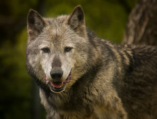 Grey wolf portrait