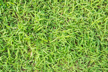 Green Grass Natural Background Texture