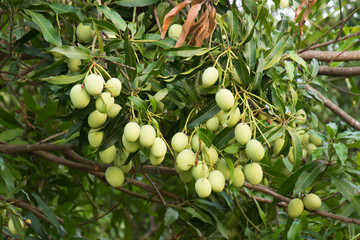 mango on tree in the garden