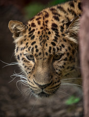 Closeup leopard portrat