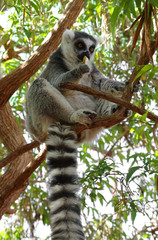 Ring-tailed lemur