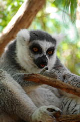 Fototapeta premium Ring-tailed lemur