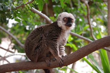Lemur