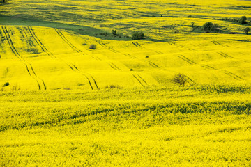 Field of Rapeseed. Field of blooming rapeseed.