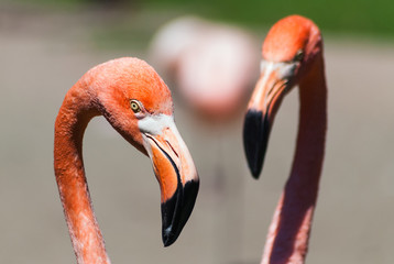 Phoenicopterus ruber ruber, American flamingo, Caribbean Flamingo pair head detail together