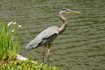 Great blue heron