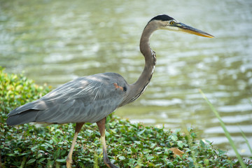Great blue heron
