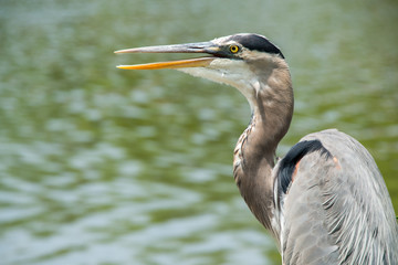Great blue heron