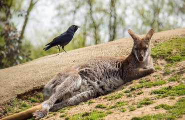 Wallaby resting on the ground