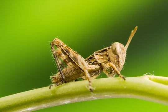 Grasshopper Nymph