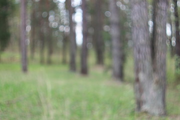 Фон боке летнего зеленого леса © heshixin