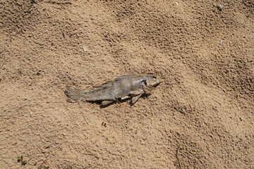 dead fish