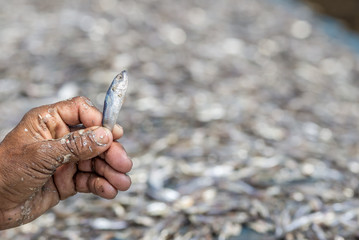 The small dry sea fish by the sun in hand on  used food preservation in Asian cuisine.