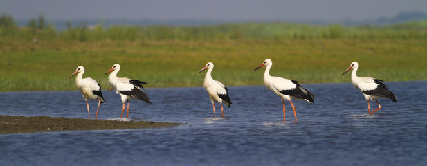 Obraz premium Five white storks