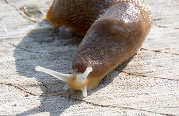 Slug on a stump makro