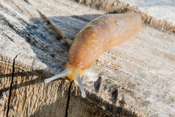 Slug on a stump makro