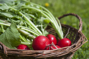 Fresh radishes with tops in a wicker basket on a wooden table