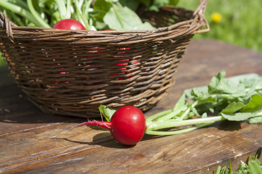 Fresh radishes with tops in a wicker basket on a wooden table