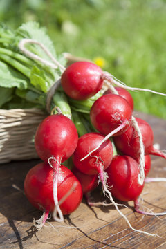 Fresh radishes with tops in a wicker basket on a wooden table