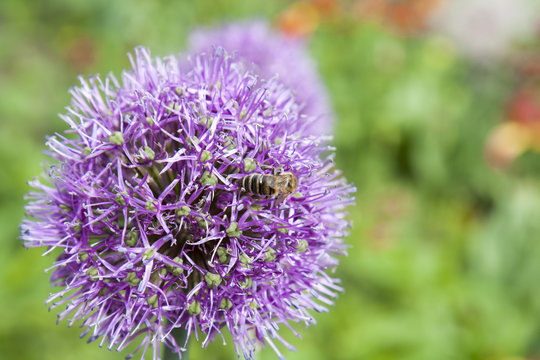 Bee collects pollen and nectar from beautiful blooming purple Allium