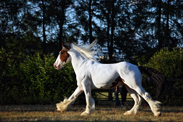 Obraz na płótnie Canvas Drum horse stallion runs gallop in evening meadow
