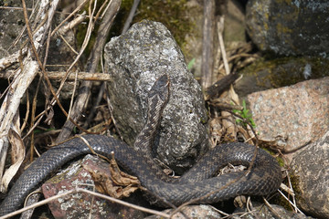 viper