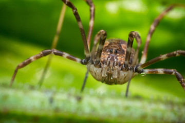 Daddy Longleg Opiliones