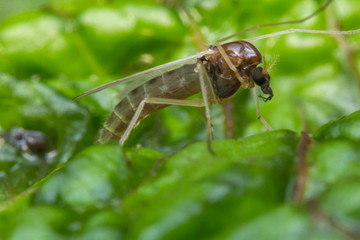 Sand Fly Gnat