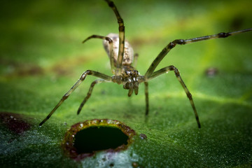 Bowl and Doily Spider