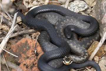 viper