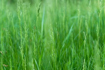 Fototapeta na wymiar spring grass in a meadow
