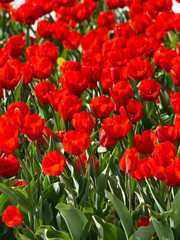 Fototapeta premium flowers red tulips on the flowerbed