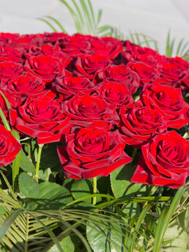 bright background of red roses