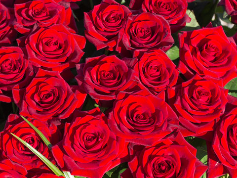 large bouquet of red roses cherry