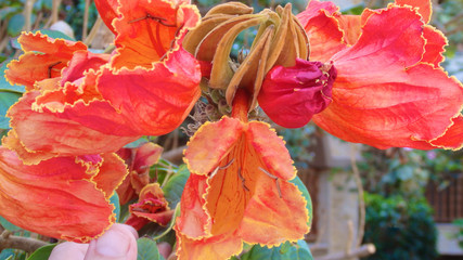 Plumeria or frangipani flower, Tropical flower